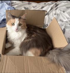 Lost Female Cat last seen Wamsley road St Helens , Eccleston, England WA10 5DG