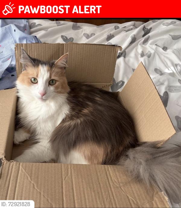 Lost Female Cat last seen Wamsley road St Helens , Eccleston, England WA10 5DG