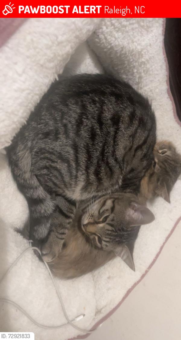 Lost Male Cat last seen Orchard Gateway, Raleigh, NC 27616