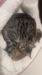 Lost Male Cat last seen Orchard Gateway, Raleigh, NC 27616