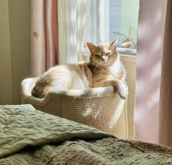 Reunited Male Cat last seen  Rokton & Palm, Riverside, CA 92506