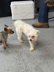 Reunited Unknown Dog last seen Hwy 82, Dunn NC, Cape Fear, NC 28395