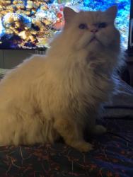 Lost Male Cat last seen Near e 102st , New York, NY 10029
