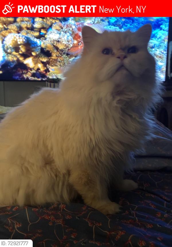 Lost Male Cat last seen Near e 102st , New York, NY 10029