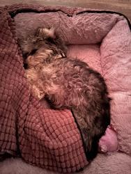 Lost Female Dog last seen Regal Ridge Ln/Ridge Wind Ln, Houston, TX 77053