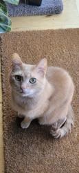 Reunited Female Cat last seen SE Alder Ct and SE 32nd Ave, Portland, OR 97214