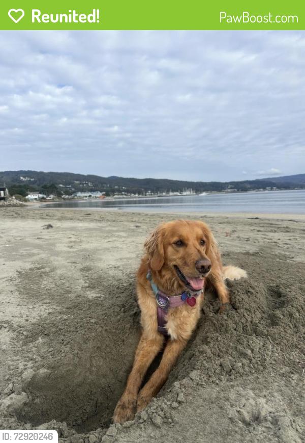 Reunited Female Dog last seen Panorama and dellbrook , San Francisco, CA 94131