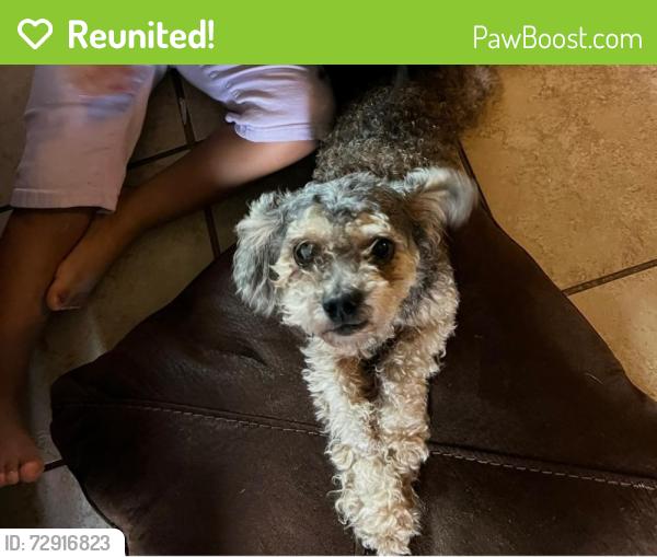 Reunited Male Dog last seen Harnett Central Highschool, Harnett County, NC 27501