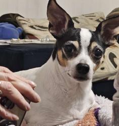 Reunited Male Dog last seen East Lamar Alexander parkway, heritage High-school , Maryville, TN 37804