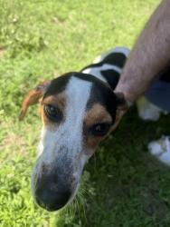 Reunited Female Dog last seen Sw 93rd and Walker , Oklahoma City, OK 73139