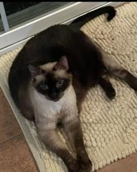 Reunited Female Cat last seen Vantage Drive and Coldbrooke Court, Alexandria, VA 22306