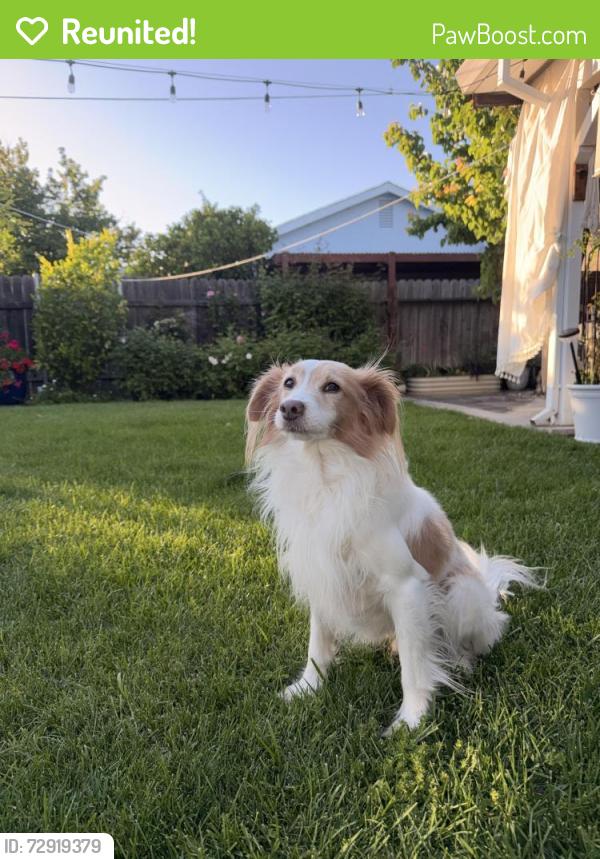 Reunited Male Dog last seen Plymouth Dr, North Highlands, CA 95660