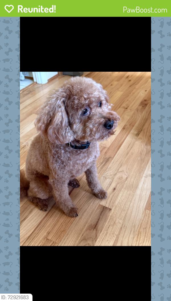 Reunited Male Dog last seen Elliot escaped from our yard near Nelson Run. He’s a very friendly dog and loves treats. He will also respond to “Go seeMaggie?”, Pittsburgh, PA 15214