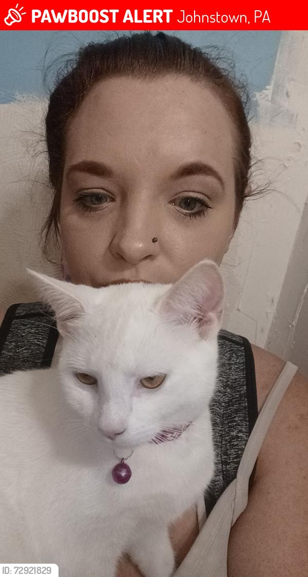 Lost Female Cat last seen Goucher street johnstown pa 15905, Johnstown, PA 15905