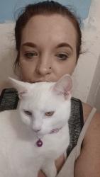 Lost Female Cat last seen Goucher street johnstown pa 15905, Johnstown, PA 15905