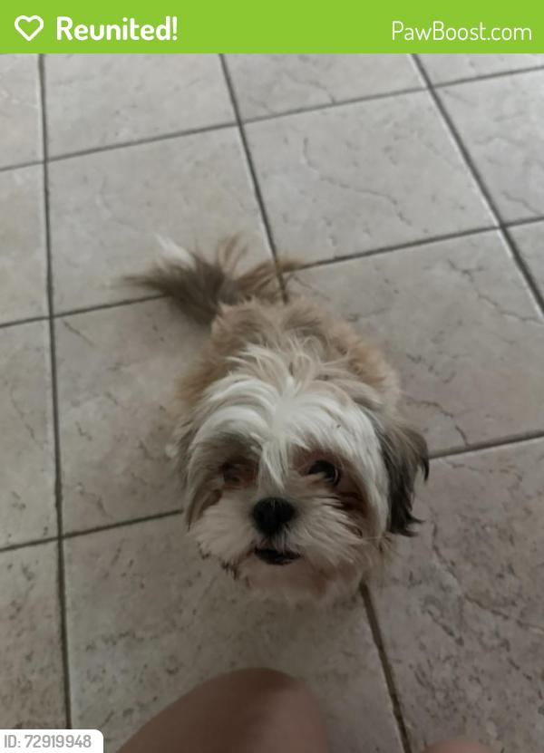 Reunited Female Dog last seen Amber Rd, Valrico FL , Valrico, FL 33594