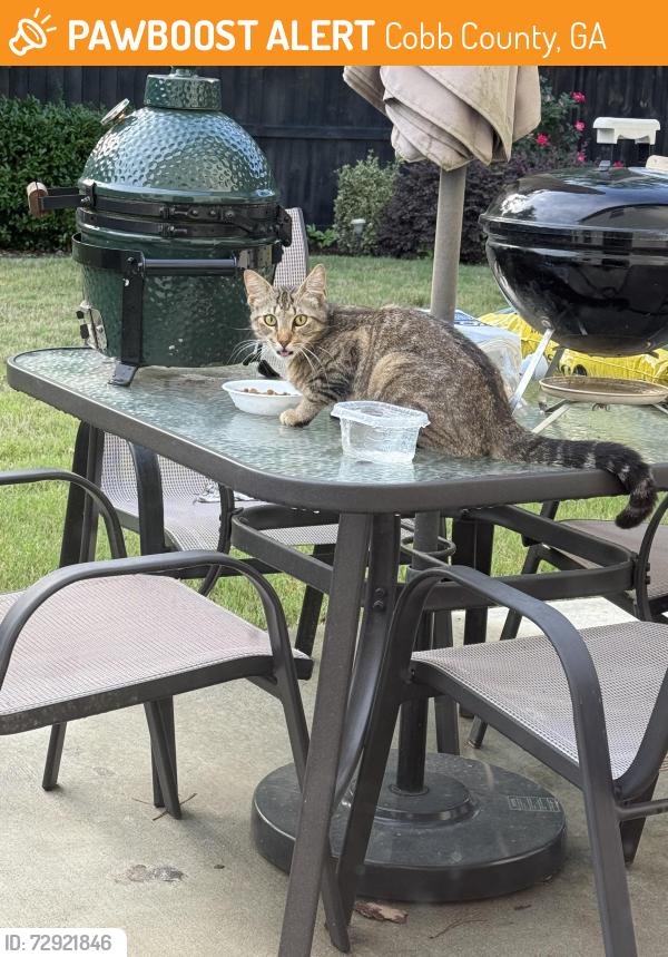 Found/Stray Unknown Cat last seen Pair Rd, Cobb County, GA 30008