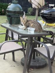 Found/Stray Unknown Cat last seen Pair Rd, Cobb County, GA 30008
