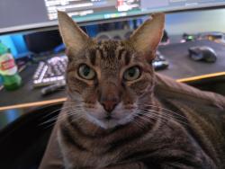 Lost Male Cat last seen Prospect and PCH, Redondo Beach, CA 90277