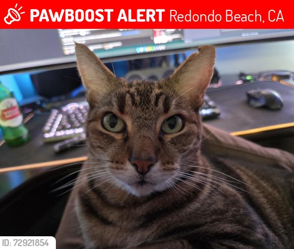 Lost Male Cat last seen Prospect and PCH, Redondo Beach, CA 90277