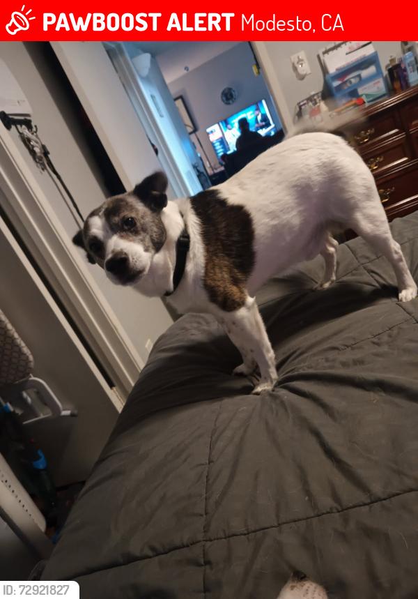 Lost Male Dog last seen Rumble last seen on coffee and sylvan , Modesto, CA 95355