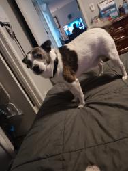 Lost Male Dog last seen Rumble last seen on coffee and sylvan , Modesto, CA 95355
