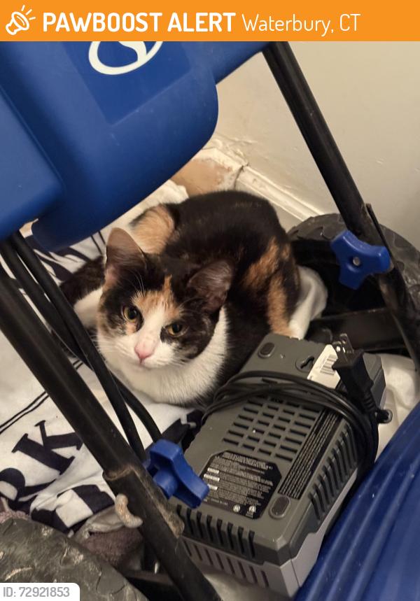 Found/Stray Unknown Cat last seen Near Kaynor Tech, Waterbury, CT 06708