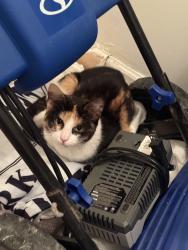 Found/Stray Unknown Cat last seen Near Kaynor Tech , Waterbury, CT 06708