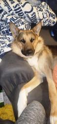 Reunited Male Dog last seen Morris and Kappes, Indianapolis, IN 46221