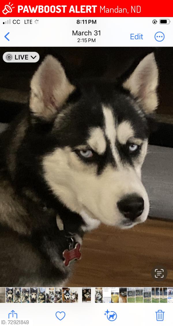 Lost Female Dog last seen Highway #6 and county road 138-A, Mandan, ND 58554