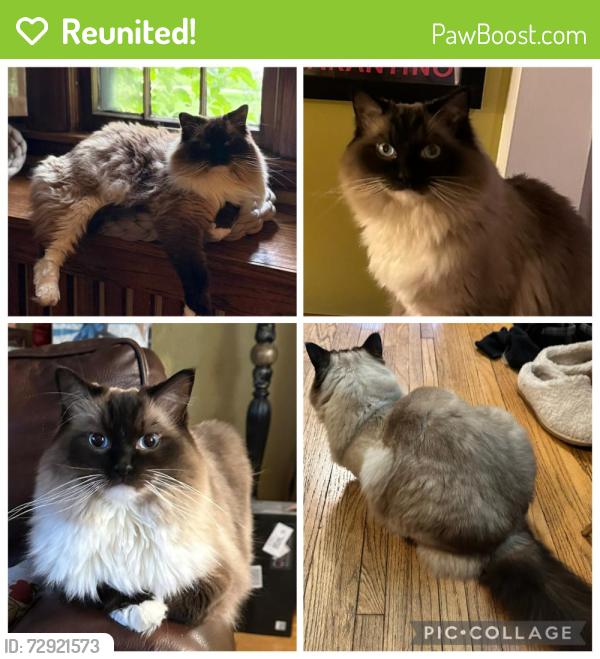 Reunited Male Cat last seen 49th and Portland Ave, Minneapolis, MN 55417