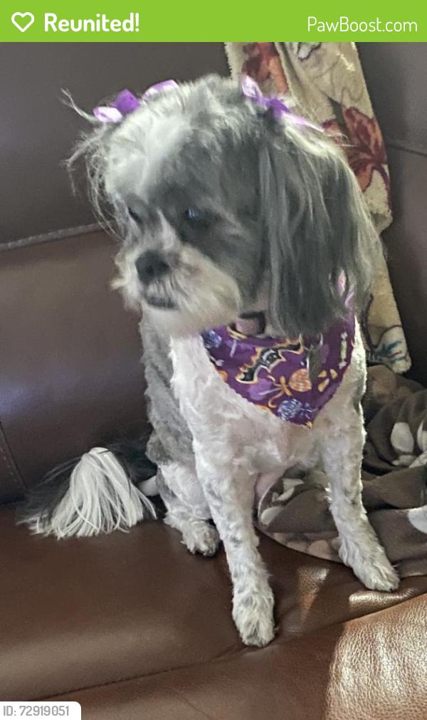 Reunited Female Dog last seen El Mirage Boulevard and lower Buckeye in Avondale, Avondale, AZ 85353
