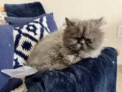 Reunited Unknown Cat last seen Fashion Island, Newport Beach, CA 92660