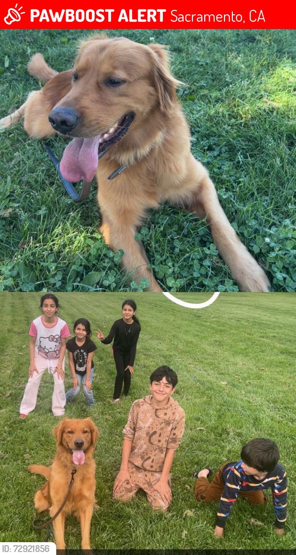 Lost Male Dog last seen Delahye Ct, Sacramento, CA 95828