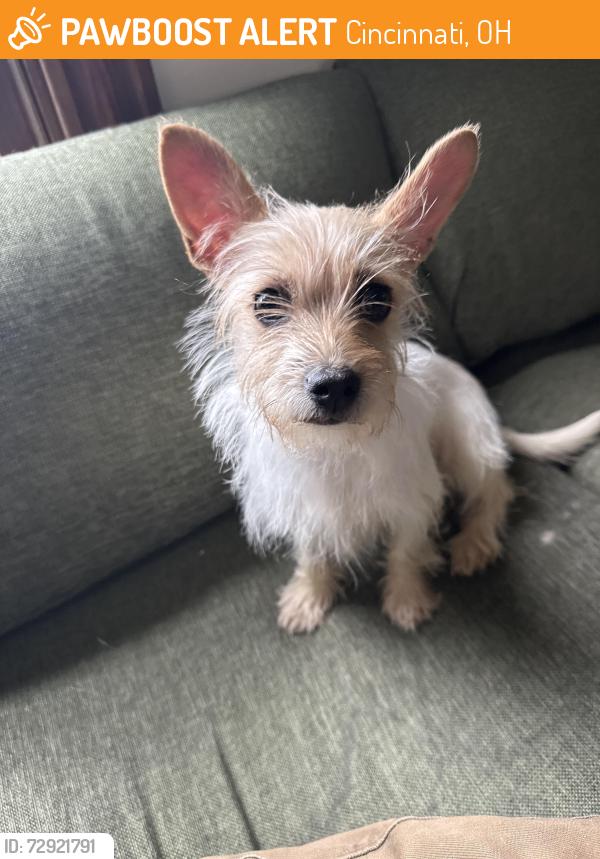 Found/Stray Female Dog last seen Symmes st, Cincinnati, OH 45206