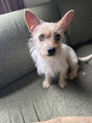 Found/Stray Female Dog last seen Symmes st, Cincinnati, OH 45206