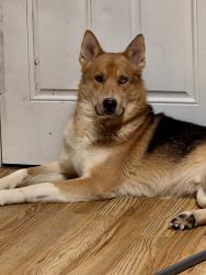 Reunited Male Dog last seen Morris and Kappes, Indianapolis, IN 46221