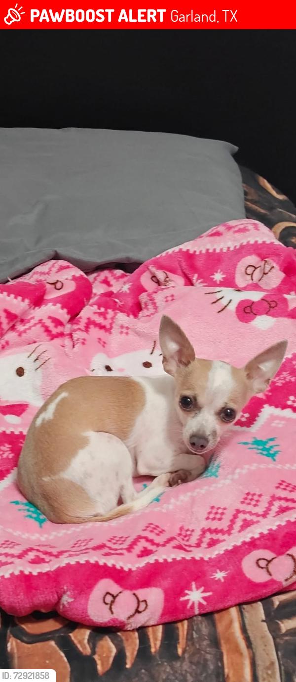 Lost Female Dog last seen Yen China Cafe, Garland, TX 75040