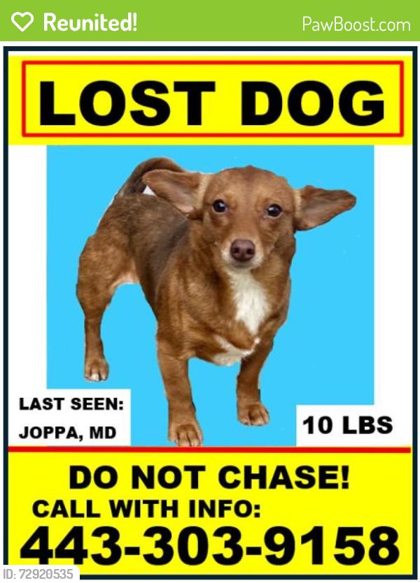 Reunited Female Dog last seen Joppa MD, Joppatowne, MD 21085