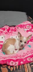 Lost Female Dog last seen Yen China Cafe, Garland, TX 75040