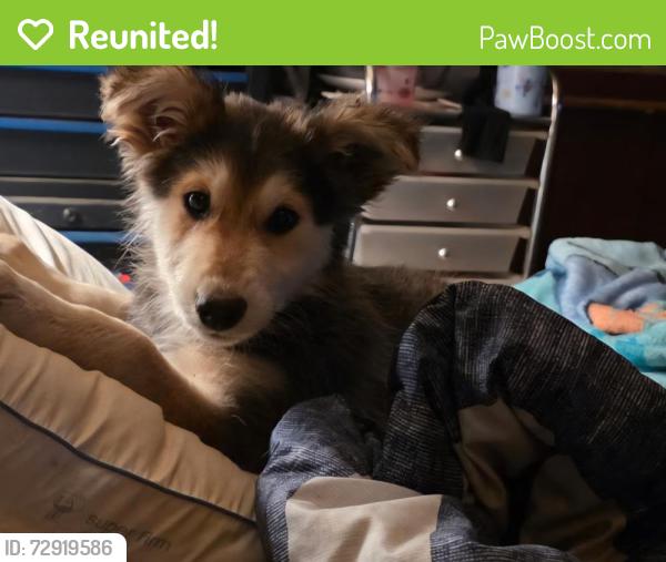 Reunited Female Dog last seen Germantown town/ mt Carmel , Wilkesboro, NC 28697