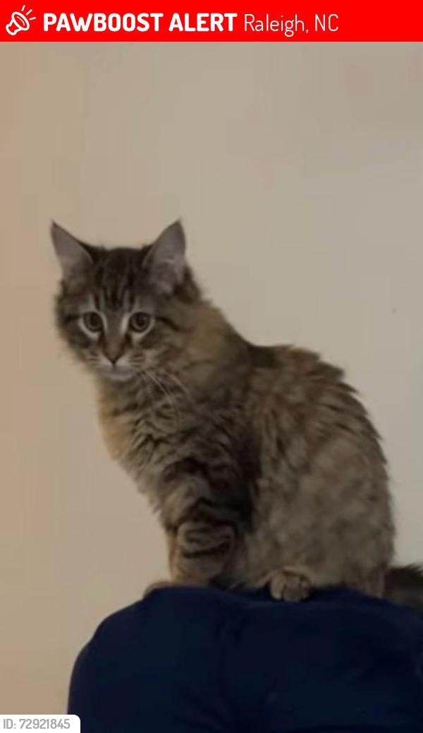 Lost Female Cat last seen Buffalo Road, Raleigh, NC 27616