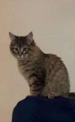 Lost Female Cat last seen Buffalo Road, Raleigh, NC 27616