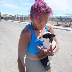 Found/Stray Female Dog last seen Zuni and Trumbull Southeast, Albuquerque, NM 87108