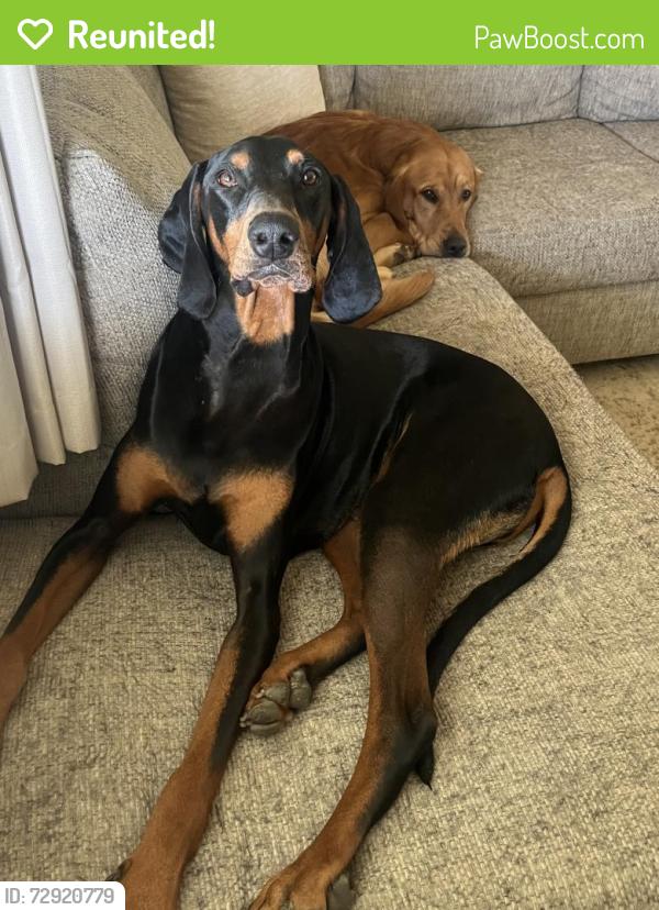Reunited Male Dog last seen Forest Park near Evangeline rd, Cincinnati, OH 45240