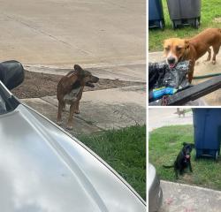 Reunited Unknown Dog last seen Brent Wood Stair, Fort Worth, TX 76112