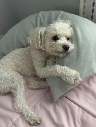 Reunited Female Dog last seen Near Perris hill rd, San Bernardino, CA 92404