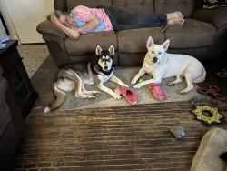 Reunited Male Dog last seen E Park and Warsaw. Off of Lagrange, Toledo, OH 43608