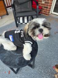 Reunited Male Dog last seen By Sam’s Club on i35N, San Antonio, TX 78233