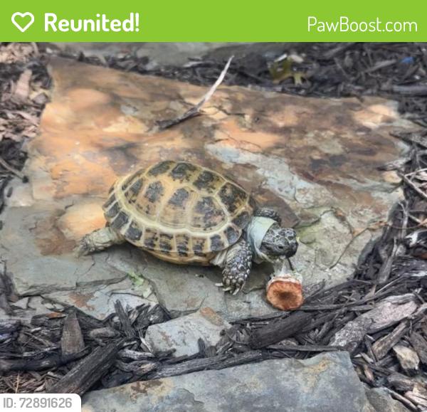 Reunited Male Reptile last seen Vista verde Dr, Arlington, TX, 76017, Arlington, TX 76017